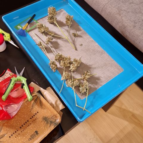 Special Queen #1 growlog timeline photo