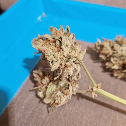 Special Queen #1 growlog timeline photo