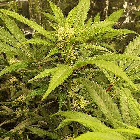 Critical "BigMama" #5 growlog timeline photo