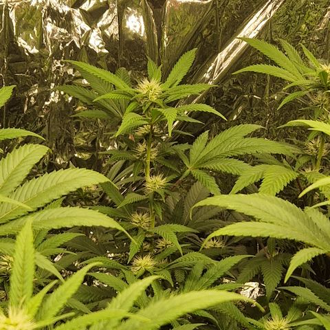 Critical "BigMama" #5 growlog timeline photo