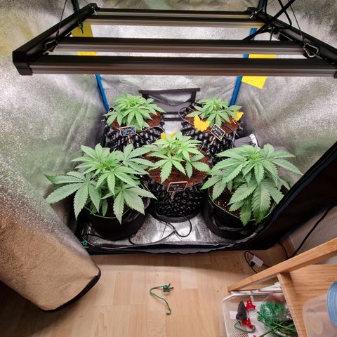Wedding Cake 🍰 growlog timeline photo