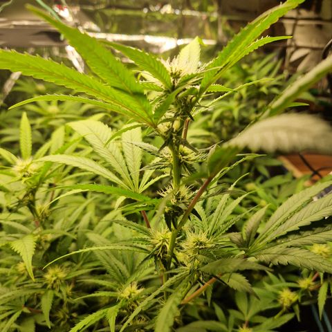 Critical "BigMama" #5 growlog timeline photo