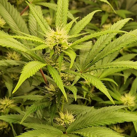 Critical "BigMama" #5 growlog timeline photo