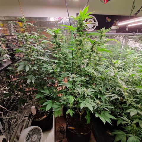Critical Pheno#2//Mutter growlog timeline photo