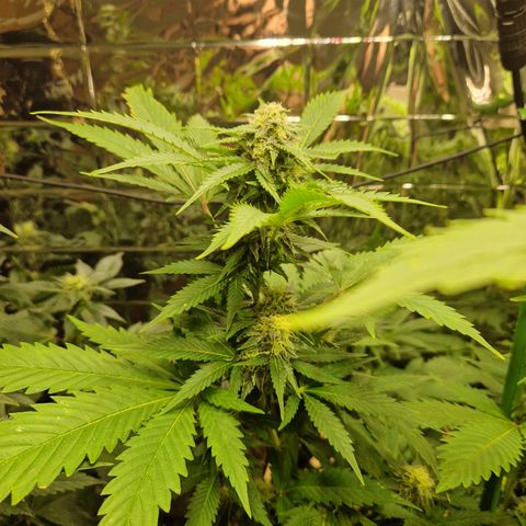 Critical Pheno#2//Mutter growlog timeline photo