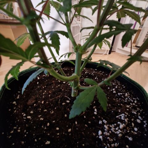 O.G. Kush🥦 - 🫘Mutter🫘 growlog timeline photo