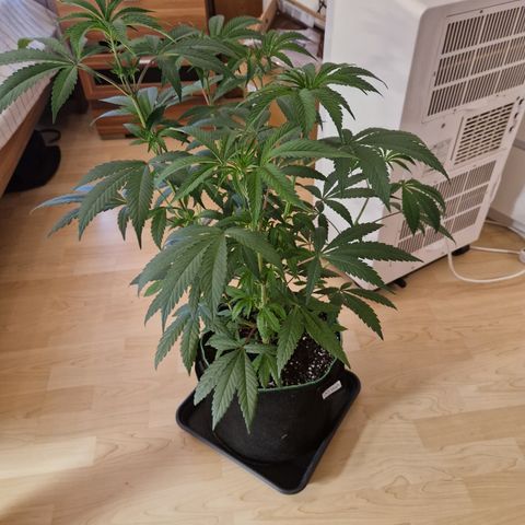 O.G. Kush🥦 - 🫘Mutter🫘 growlog timeline photo