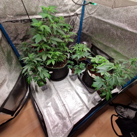 Critical Pheno#2//Mutter growlog timeline photo