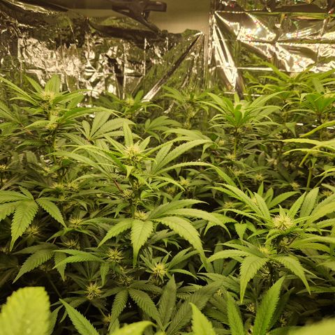 Critical "BigMama" #5 growlog timeline photo