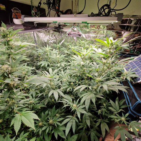 Critical "BigMama" #5 growlog timeline photo