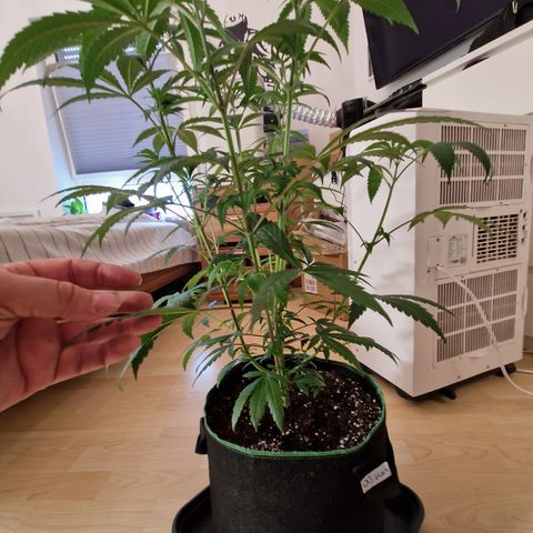 O.G. Kush🥦 - 🫘Mutter🫘 growlog timeline photo