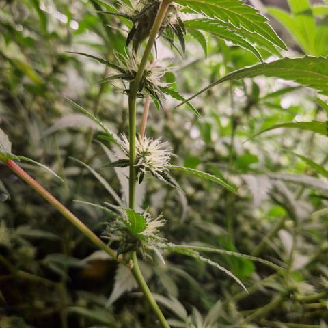 Critical "BigMama" #5 growlog timeline photo