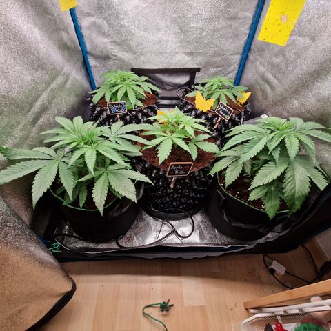 Wedding Cake 🍰 growlog timeline photo