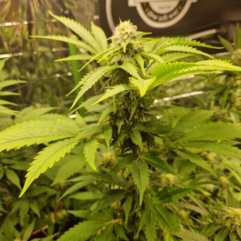 Critical Pheno#2//Mutter growlog timeline photo