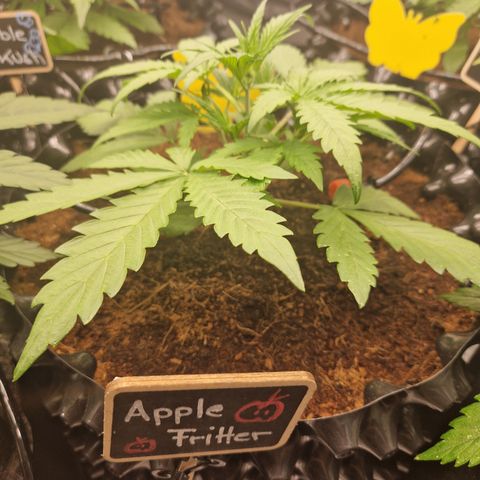 Apple Fritter 🍎 growlog timeline photo