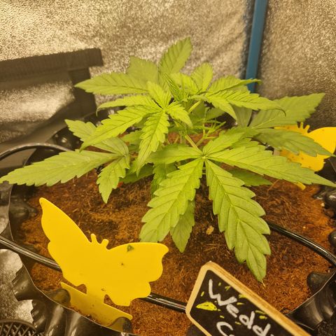 Wedding Cake 🍰 growlog timeline photo