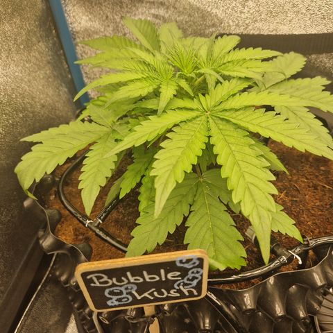 Bubble Kush 💦 growlog timeline photo