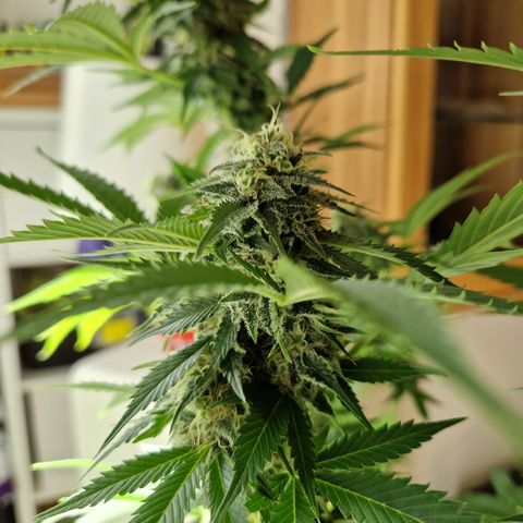 Critical Pheno#2//Mutter growlog timeline photo