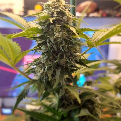 Critical Pheno#2//Mutter growlog timeline photo