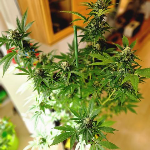 Critical Pheno#2//Mutter growlog timeline photo