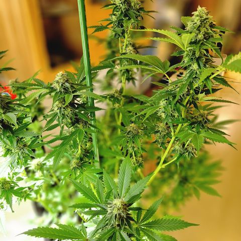 Critical Pheno#2//Mutter growlog timeline photo