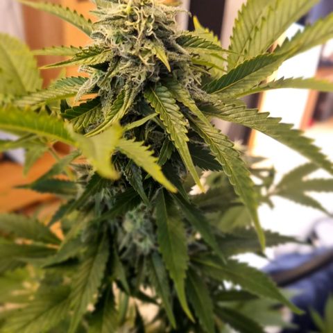 Critical Pheno#2//Mutter growlog timeline photo