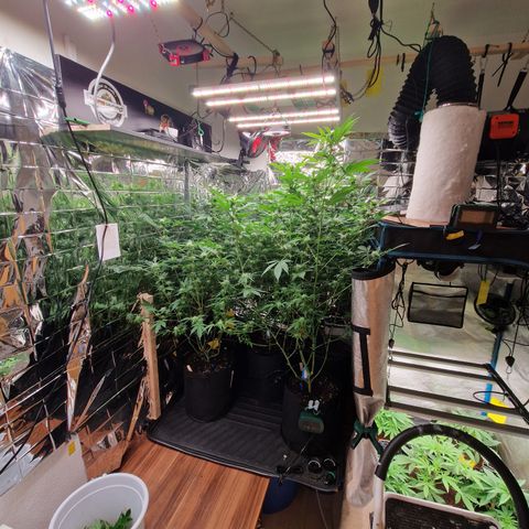 Critical "BigMama" #5 growlog timeline photo