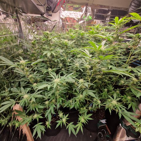 Critical "BigMama" #5 growlog timeline photo