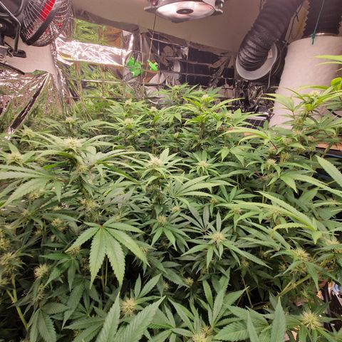 Critical "BigMama" #5 growlog timeline photo