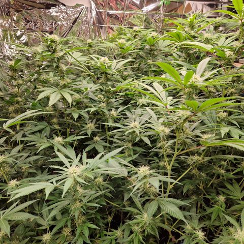 Critical "BigMama" #5 growlog timeline photo