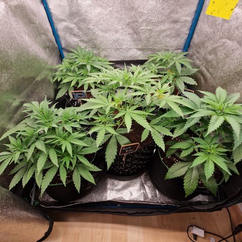 Wedding Cake 🍰 growlog timeline photo
