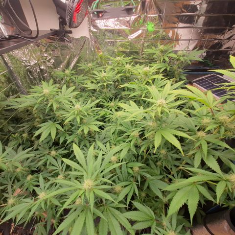 Critical "BigMama" #5 growlog timeline photo