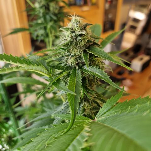 Critical Pheno#2//Mutter growlog timeline photo