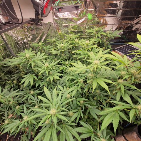 Critical "BigMama" #5 growlog timeline photo