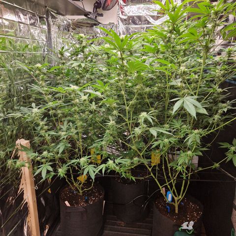 Critical "BigMama" #5 growlog timeline photo