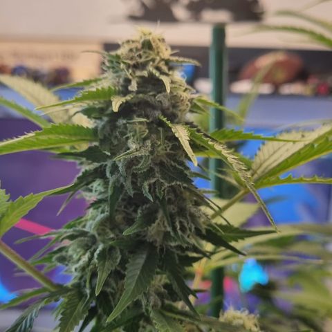 Critical Pheno#2//Mutter growlog timeline photo