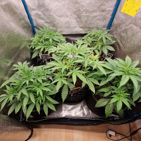 Wedding Cake 🍰 growlog timeline photo