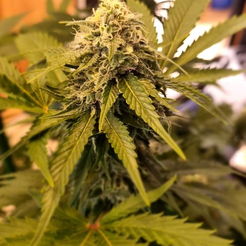 Critical Pheno#2//Mutter growlog timeline photo