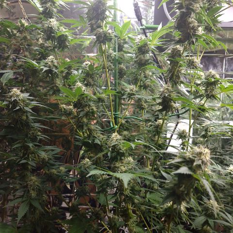 Critical Pheno#2//Mutter growlog timeline photo