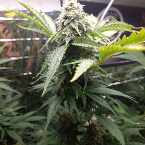 Critical Pheno#2//Mutter growlog timeline photo