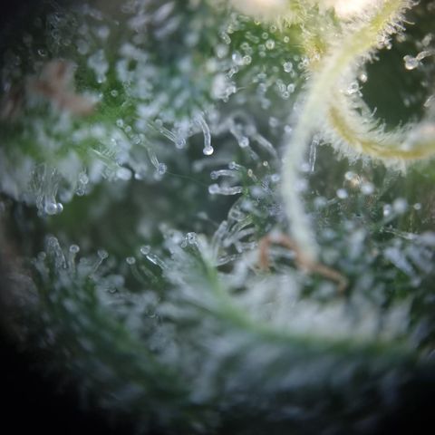 Critical Pheno#2//Mutter growlog timeline photo