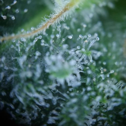 Critical Pheno#2//Mutter growlog timeline photo