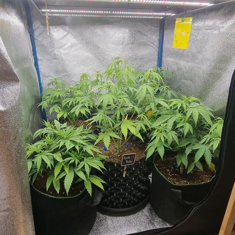 Wedding Cake 🍰 growlog timeline photo
