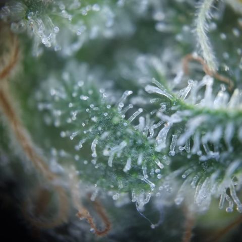 Critical Pheno#2//Mutter growlog timeline photo