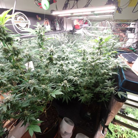 Critical "BigMama" #5 growlog timeline photo