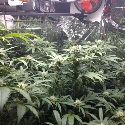 Critical "BigMama" #5 growlog timeline photo