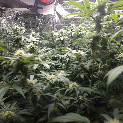 Critical "BigMama" #5 growlog timeline photo