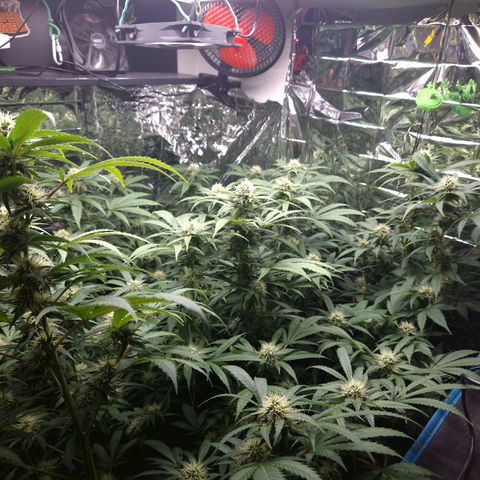 Critical "BigMama" #5 growlog timeline photo