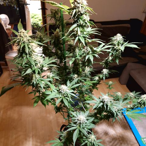 Critical Pheno#2//Mutter growlog timeline photo