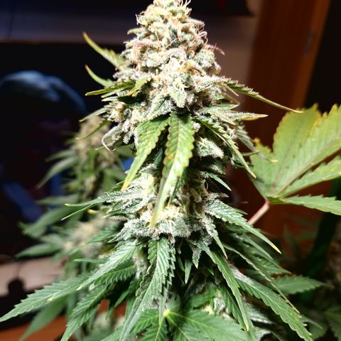 Critical Pheno#2//Mutter growlog timeline photo